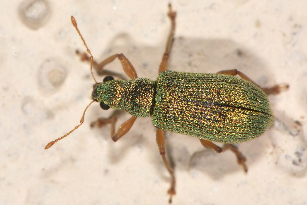 Curculionidae: Polydrusus pterygomalis
